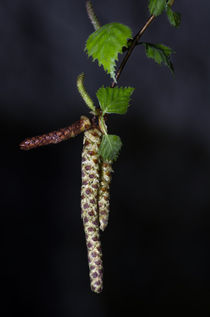 Birke Blütenkätzchen by fotolos