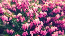 Ein bisschen Pink gefällig zum Frühling? :) by Claudia von der Lippe