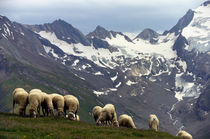 Ötztal-Schafe von heiko13