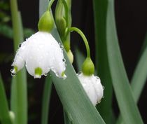 Weise Blüte im Regen  von artofirenes