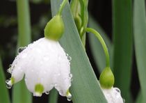 Blüte im Regen  by artofirenes