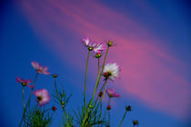 Flowers against the sky von Yuri Hope
