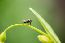 Mini Fliege von Stephan Gehrlein