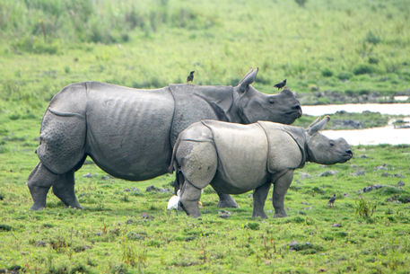 Rhino4575
