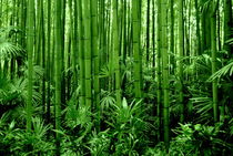 Im Bambuswald by gugigei