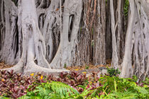 Bäume auf Teneriffa von Rico Ködder