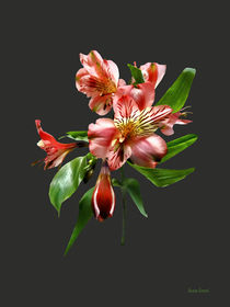 'Pink Asiatic Lilies Closeup' von Susan Savad