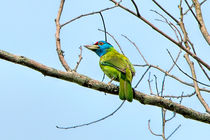 Blue Throated Barbet by Pravine Chester