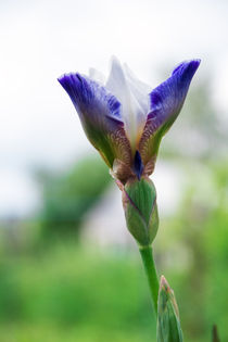 Blue iris flower by Igor Koshliaev