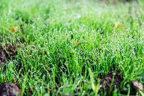 morning dew drops on the grass von Igor Koshliaev
