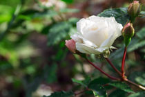 raindrops on a white rose by Igor Koshliaev