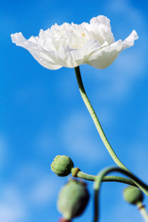 White poppy flower by Igor Koshliaev