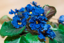 flower blue violet by Igor Koshliaev