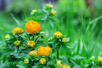 Orange flower von Igor Koshliaev
