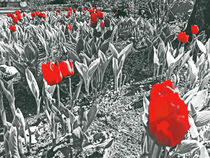 rote Tulpen by Eva Dust