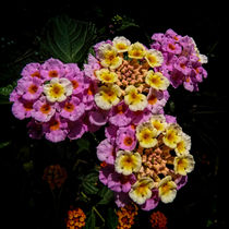 Pink and Yellow Blooms von Colin Metcalf