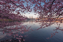 'Cherry Blossoms III' by Simone Jahnke