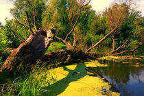 Summer day at the pond. Near the fallen tree von Yuri Hope