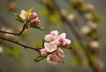 Apfelblüte by gugigei