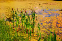 Summer pond. Blooms duckweed and cattail von Yuri Hope