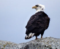 Bald Eagle Watching by Gena Weiser