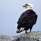 Bald-eagle-watching
