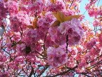 Frühlingsrausch by rosenlady