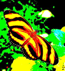 Butterfly by Eberhard Schmidt-Dranske