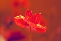 Roter Mohn by Renate Dohr