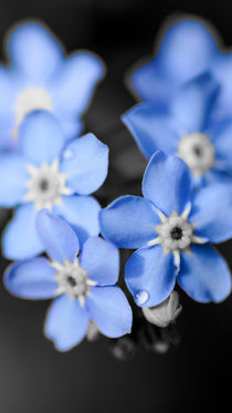 Blau in kleiner Blüte von Stephan Gehrlein