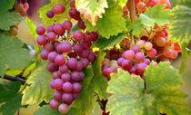 Weintrauben von gugigei