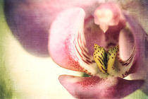 Orchid in Vintagelook von freedom-of-art