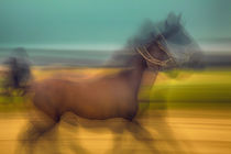 Galoppierendes Pferd by Matthias Töpfer