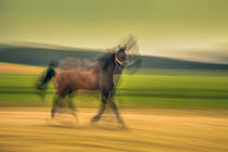 Laufendes Pferd von Matthias Töpfer