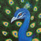 Peacock-by-laura-barbosa
