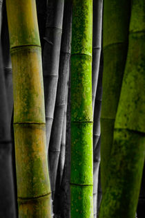 Bambus von Stephan Gehrlein