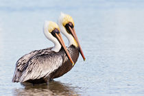 Pelikane by hpengler