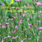 Purple-wildflowers-clarkia-pulchella-3