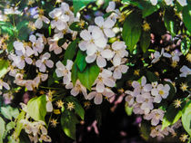 Tree Blossoms by Dawn Siegler
