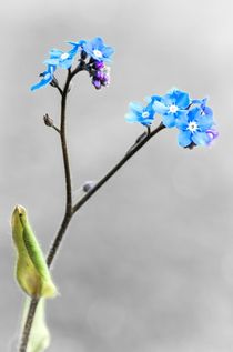 Forget-me-not by Jeremy Sage