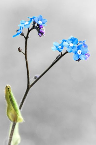 Print-of-forget-me-no