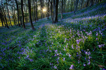 Bluebell sunset at Margam woods  by Leighton Collins