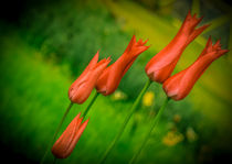 rote Tulpen von Gisela Peter