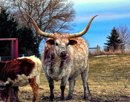 Bull-horns