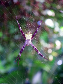 Maui Orbweaver/Garden Spider by Gena Weiser