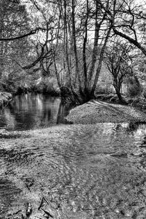 New Forest Ripple by Malc McHugh