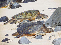 Sea Turtles von Gena Weiser