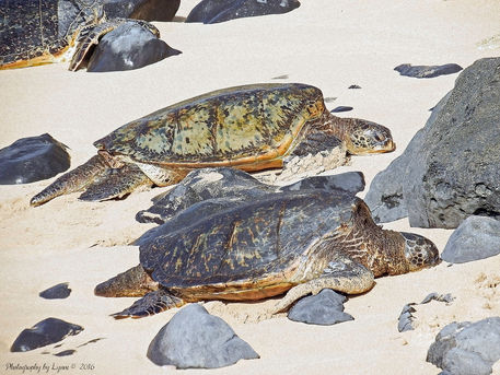 Sea-turtles