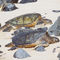 Sea-turtles