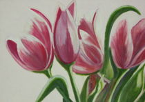 Tulpen, rosa Tulpen,  by markgraefe